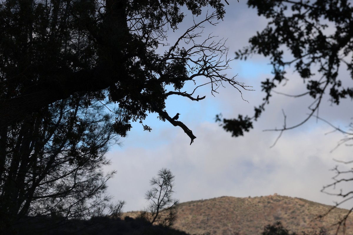 Lewis's Woodpecker - ML645278982