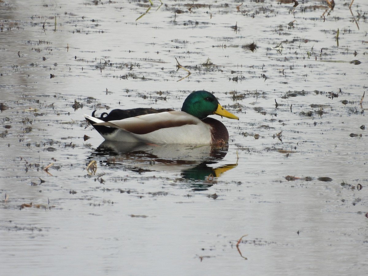 Кряква - ML645278987