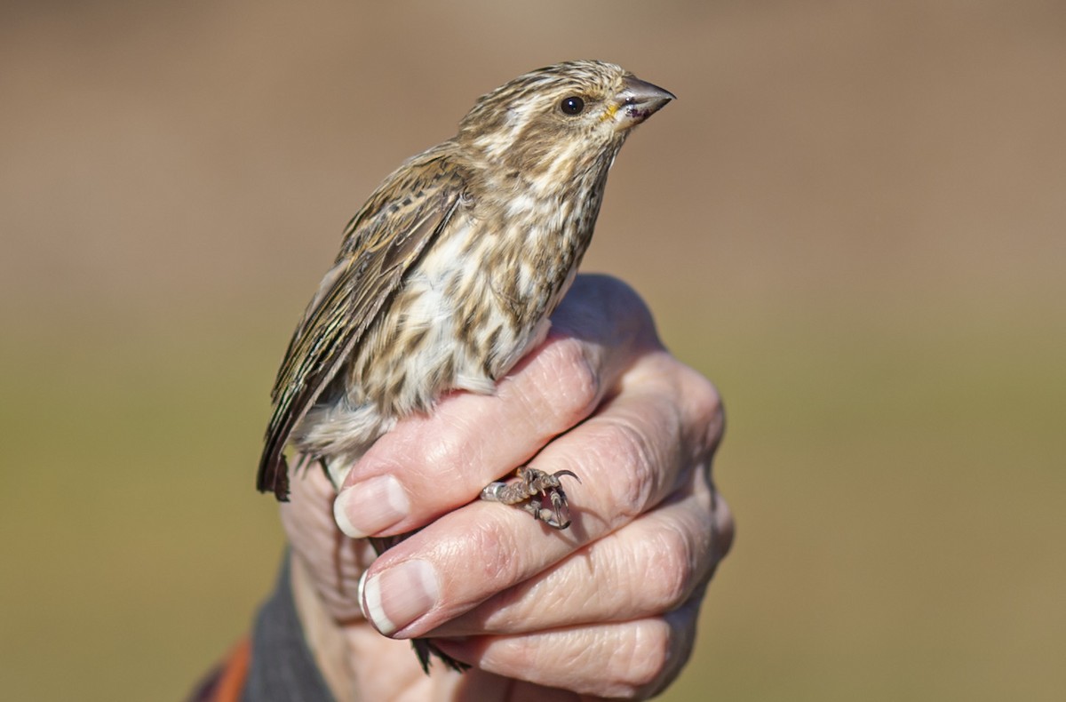 Camachuelo Purpúreo - ML645279010