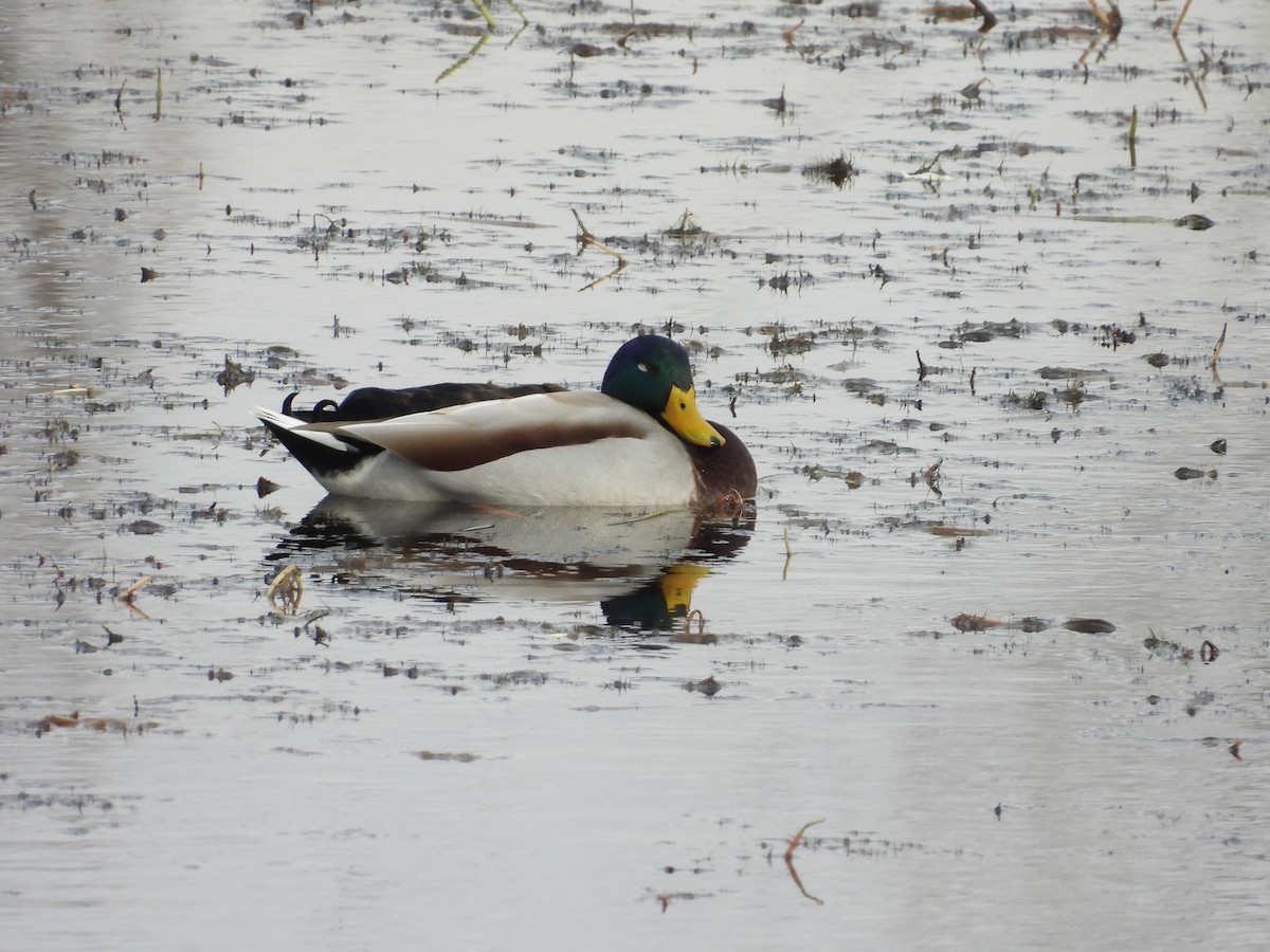 Кряква - ML645279011