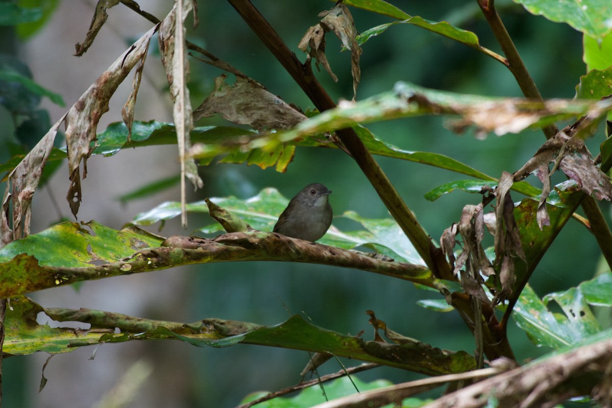 Sulawesi Babbler - ML645279016
