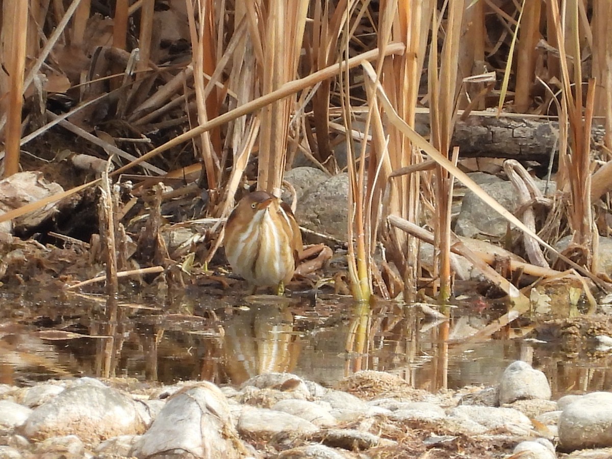 Least Bittern - ML645279026