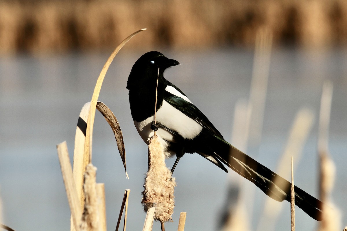 straka americká - ML645279040