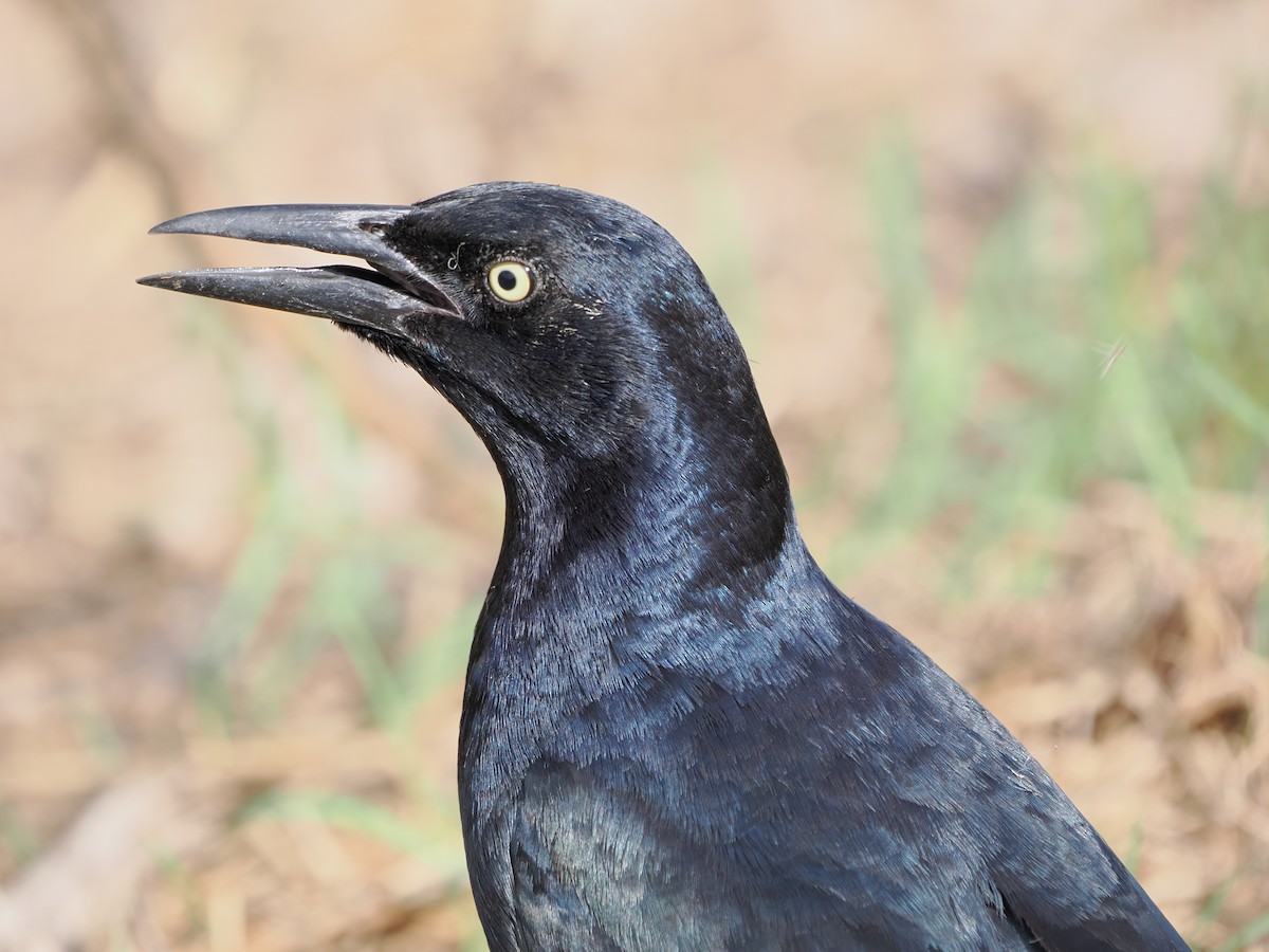 Great-tailed Grackle - ML645279045
