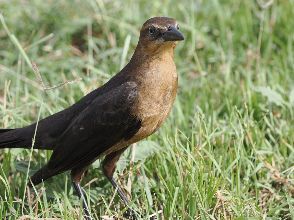 Great-tailed Grackle - ML645279046