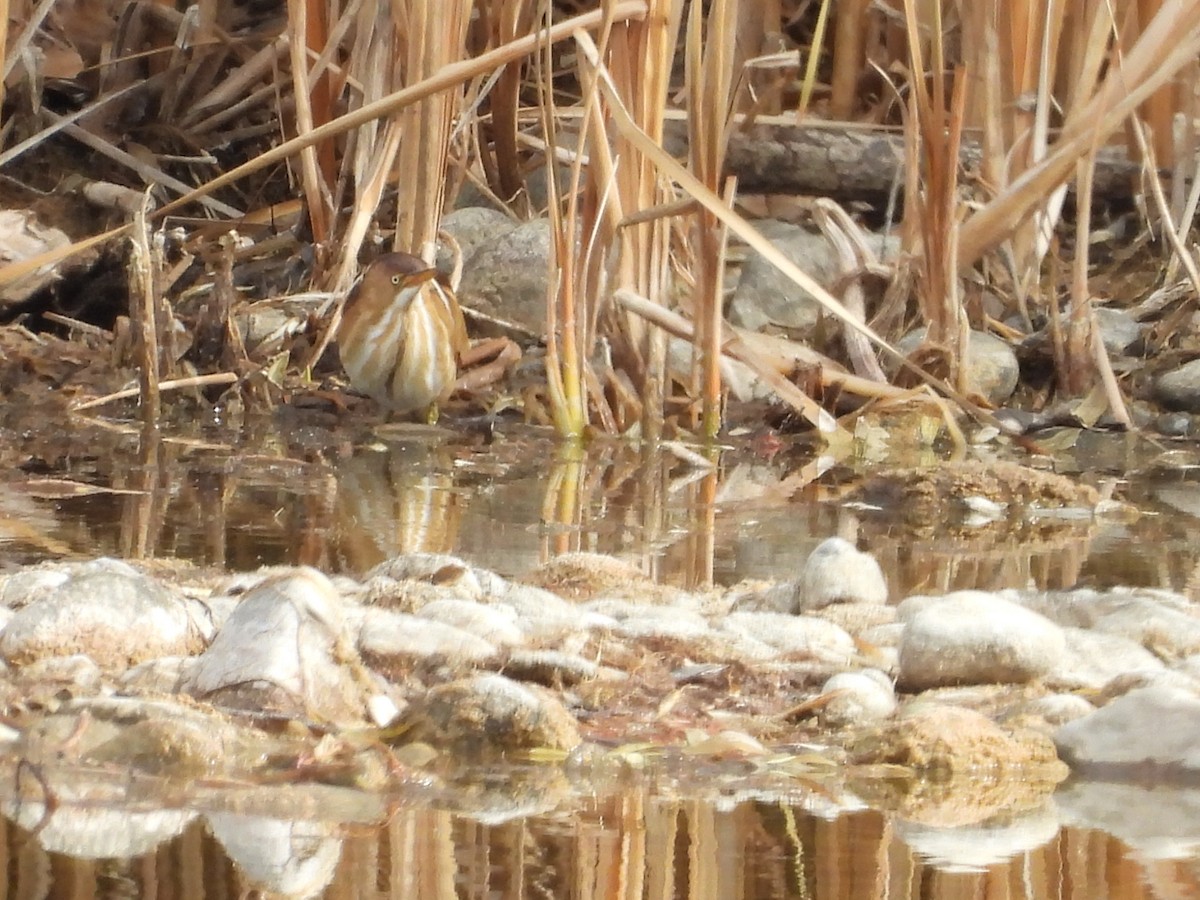 Least Bittern - ML645279047