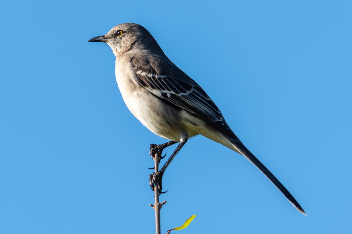 Northern Mockingbird - ML645279048