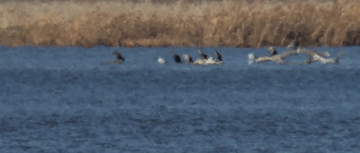 Double-crested Cormorant - ML645279050