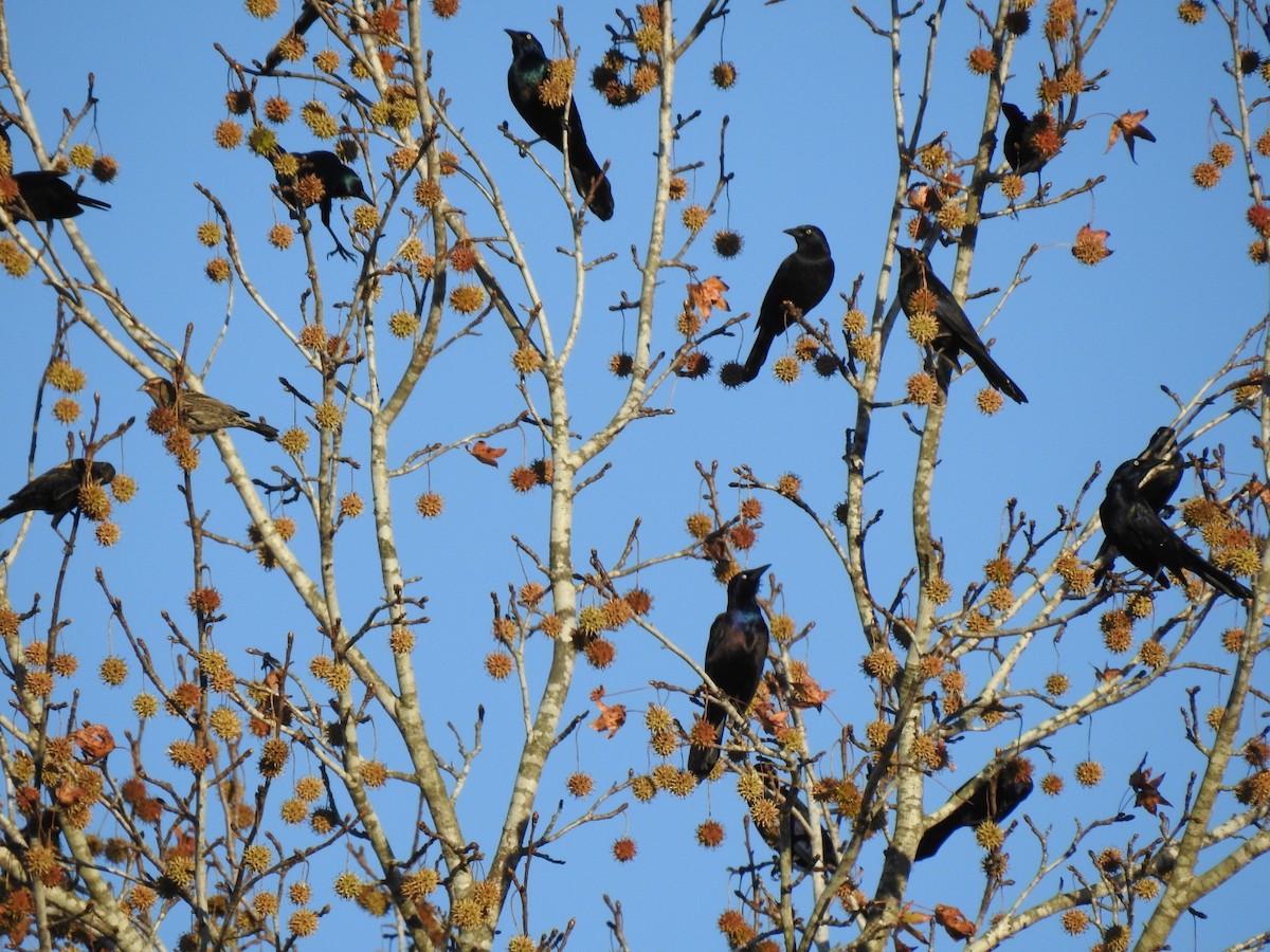 Common Grackle - ML645279052