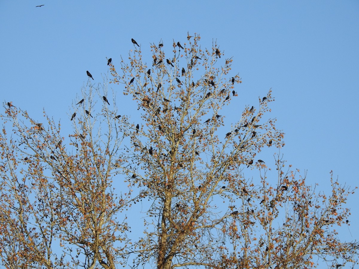 Common Grackle - ML645279053