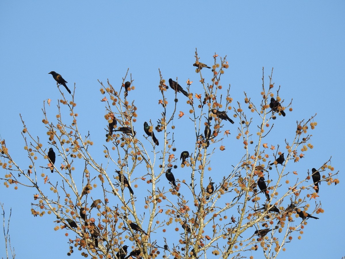 Common Grackle - ML645279054