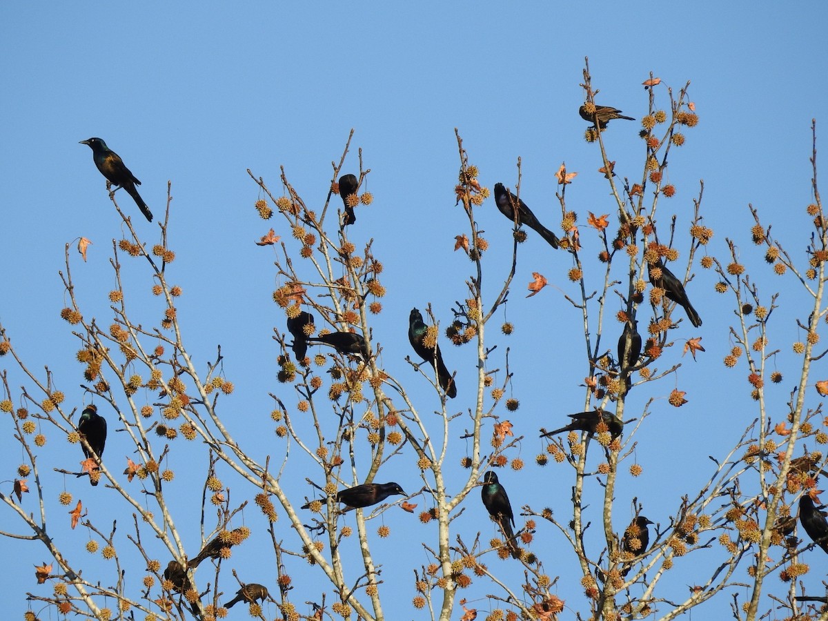 Common Grackle - ML645279055