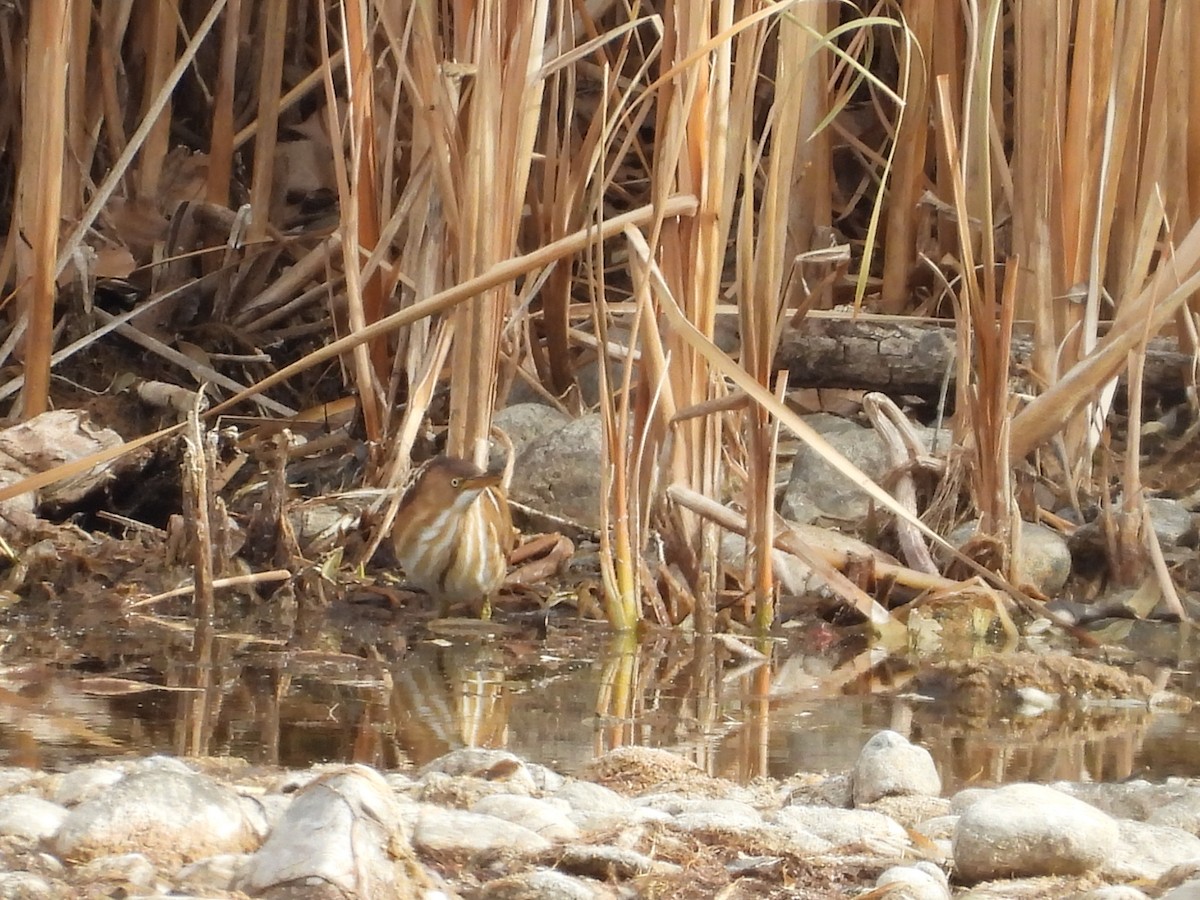 Least Bittern - ML645279059