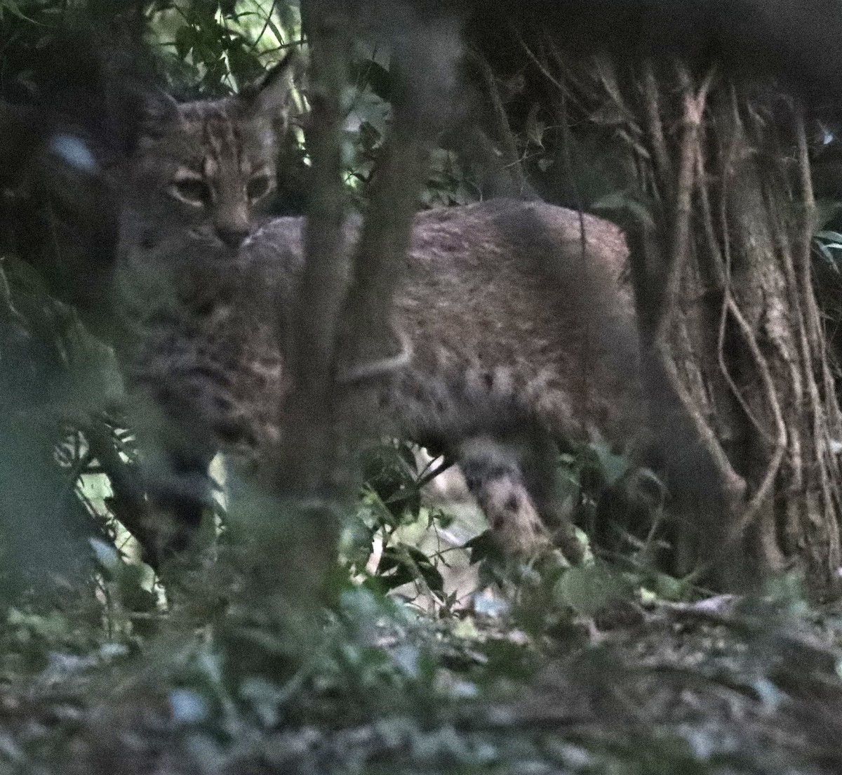 Animaux - ML645279060