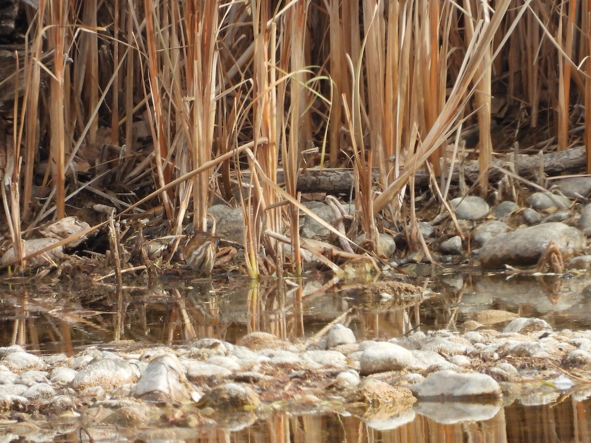 Least Bittern - ML645279084