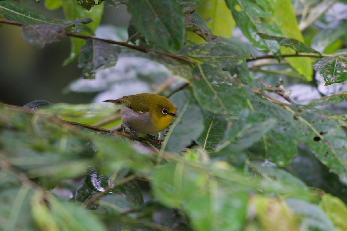 Warbling White-eye - ML645279097