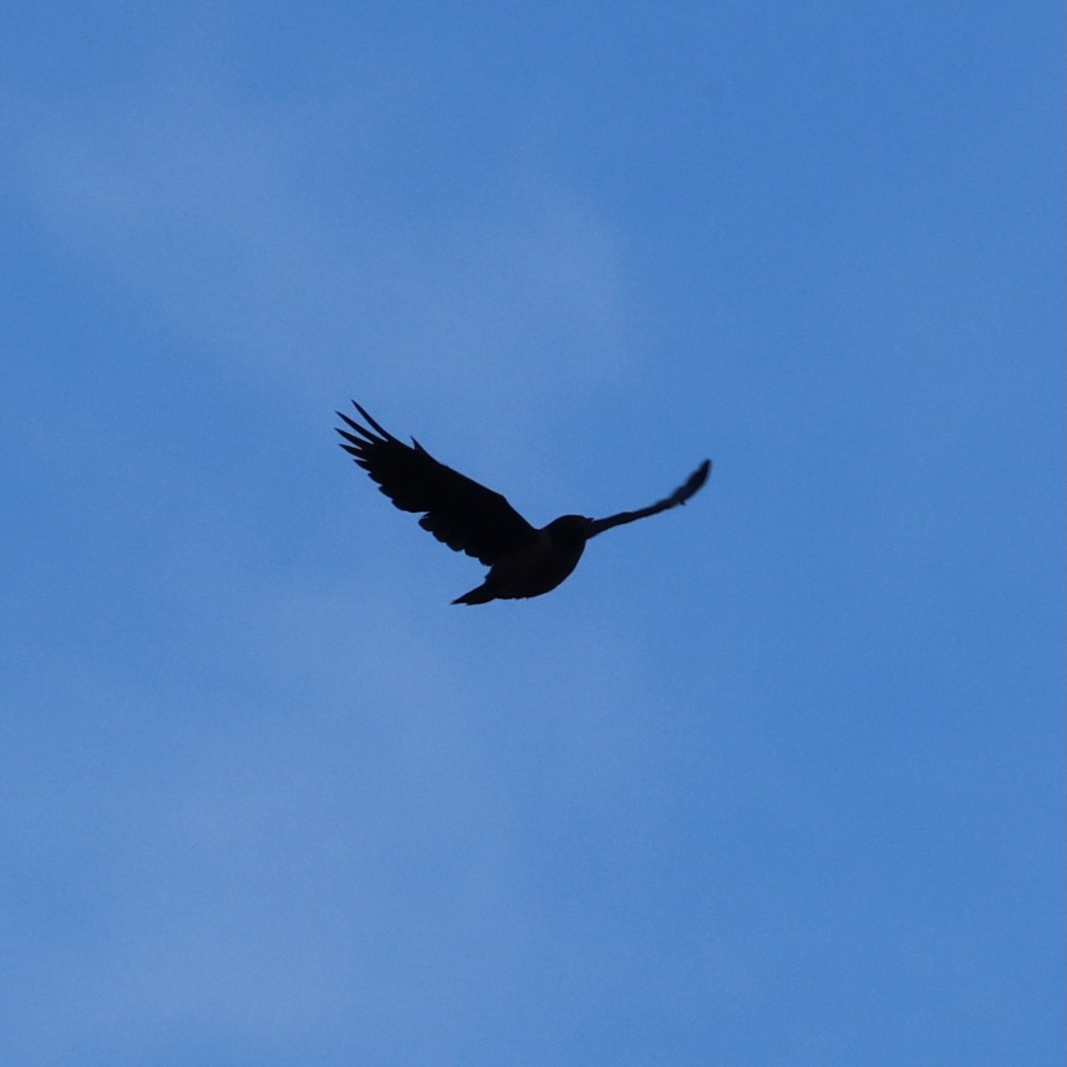 Lewis's Woodpecker - ML645279113