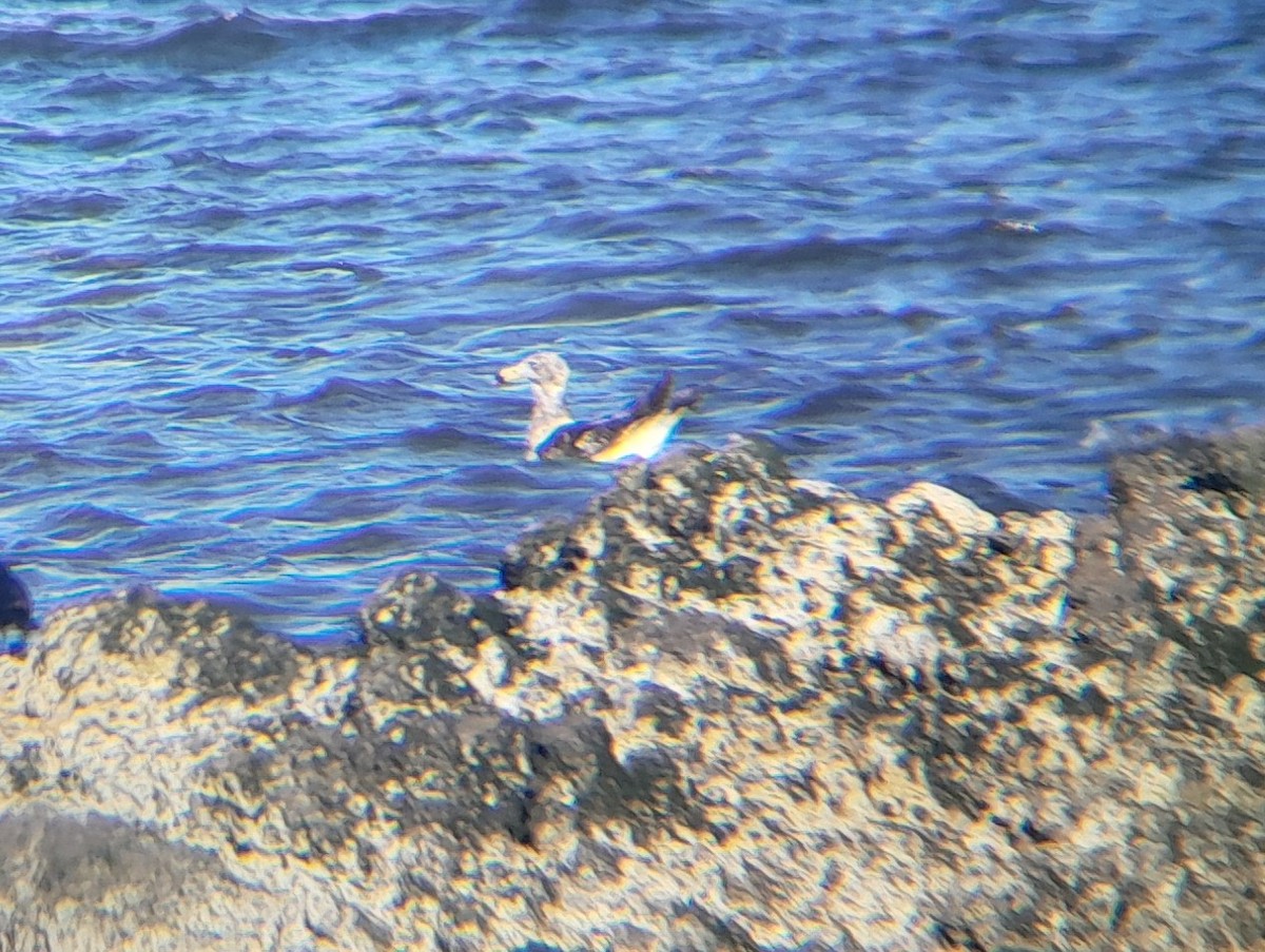 Olrog's Gull - ML645279119