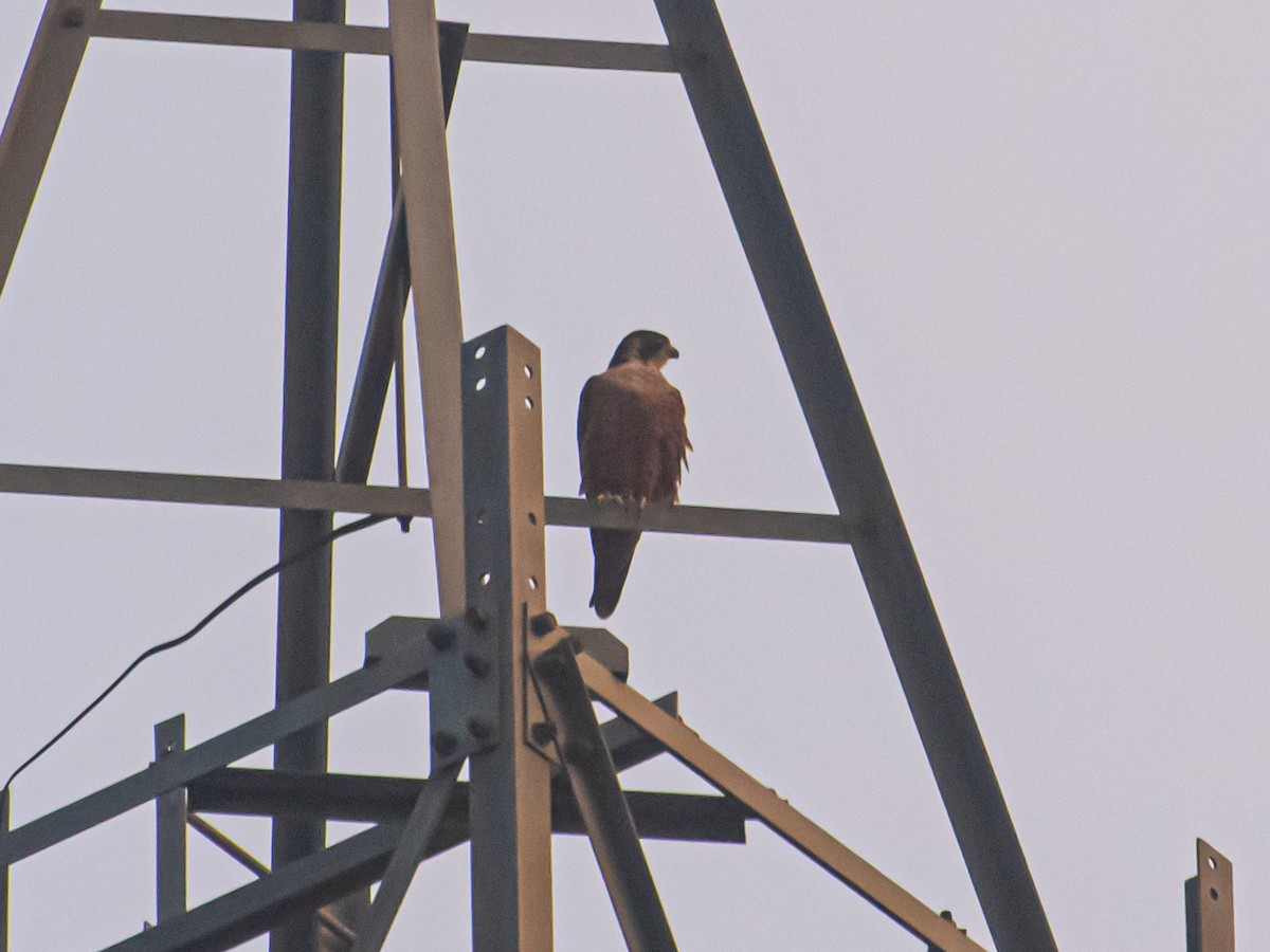 Peregrine Falcon (Shaheen) - ML645279121