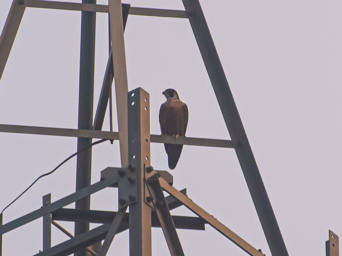 Peregrine Falcon (Shaheen) - ML645279122