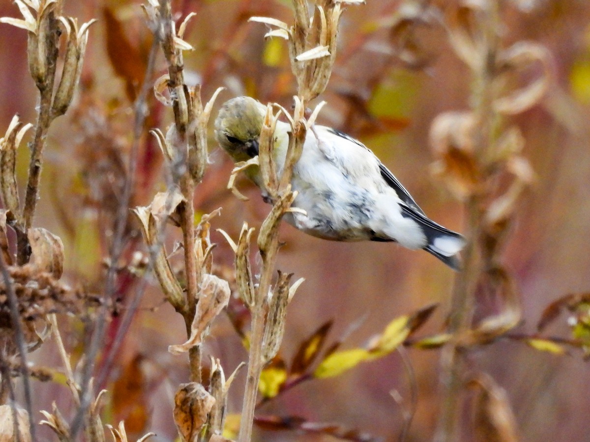 Altın İskete - ML645279126