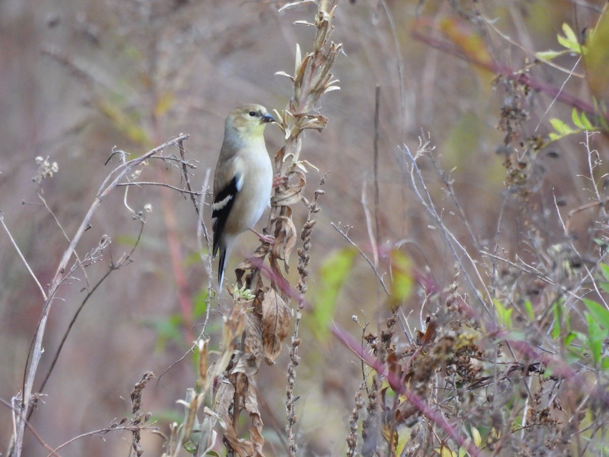 Altın İskete - ML645279127