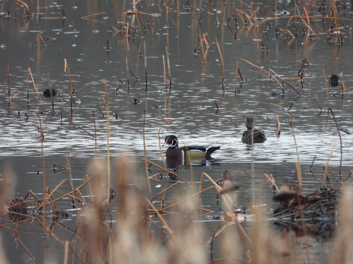 Ahate karolinarra - ML645279149