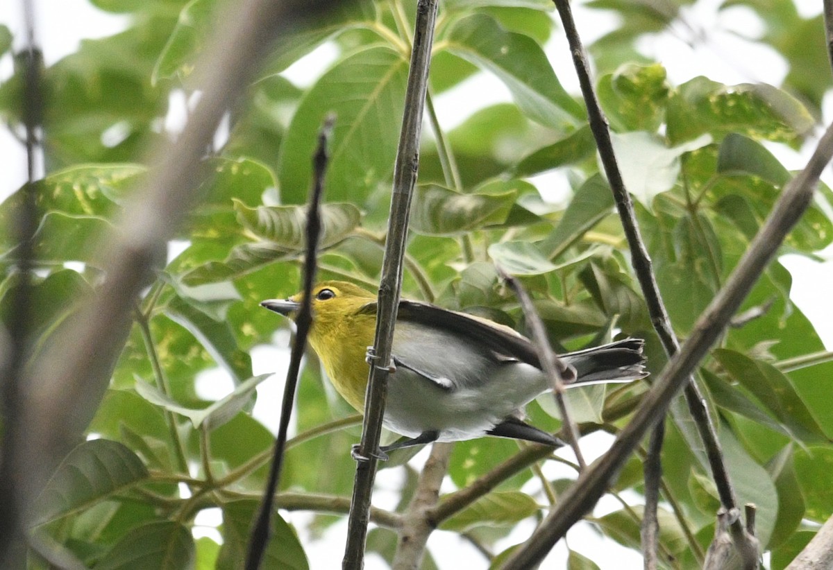 Yellow-throated Vireo - ML645279150