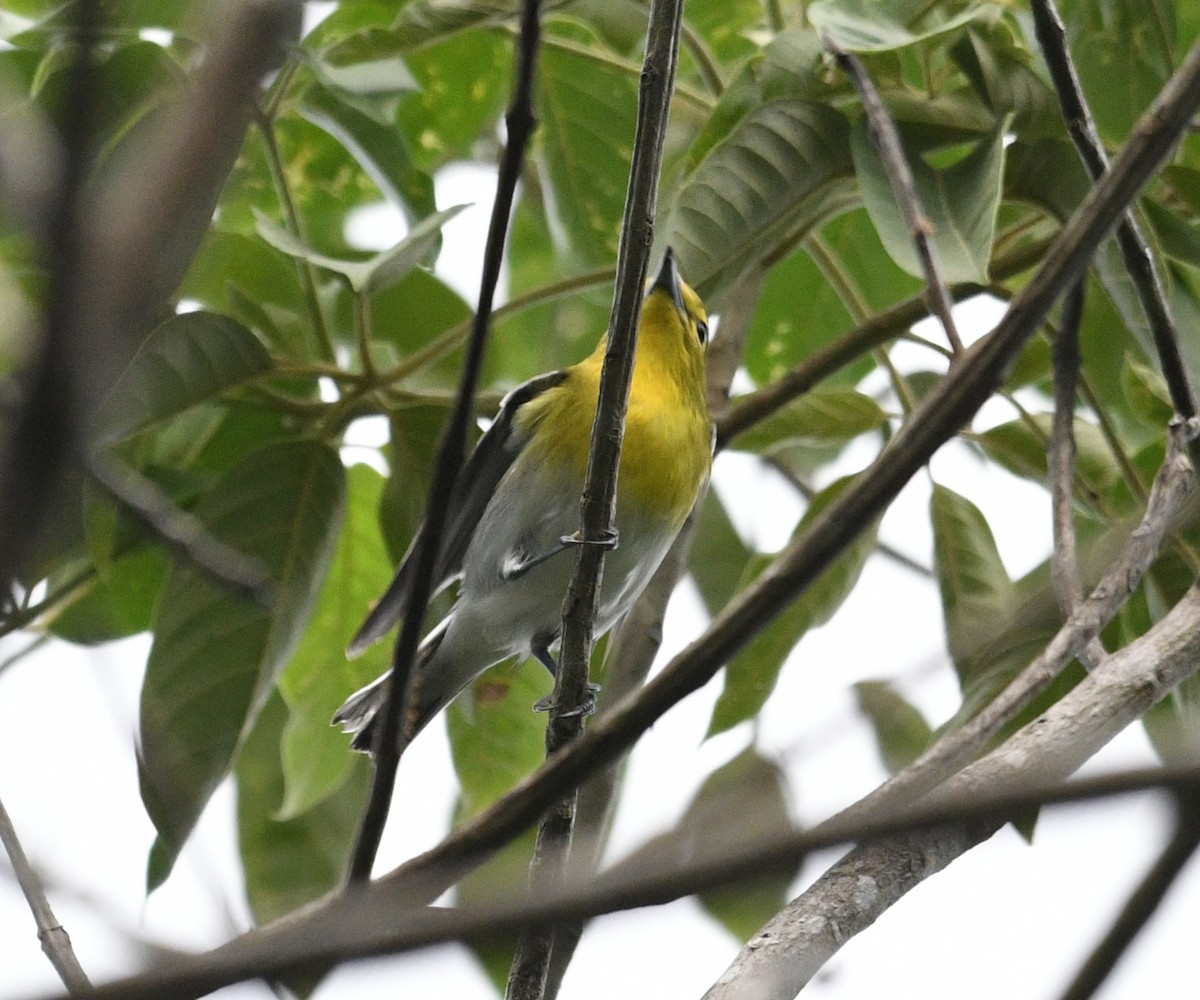 Yellow-throated Vireo - ML645279151