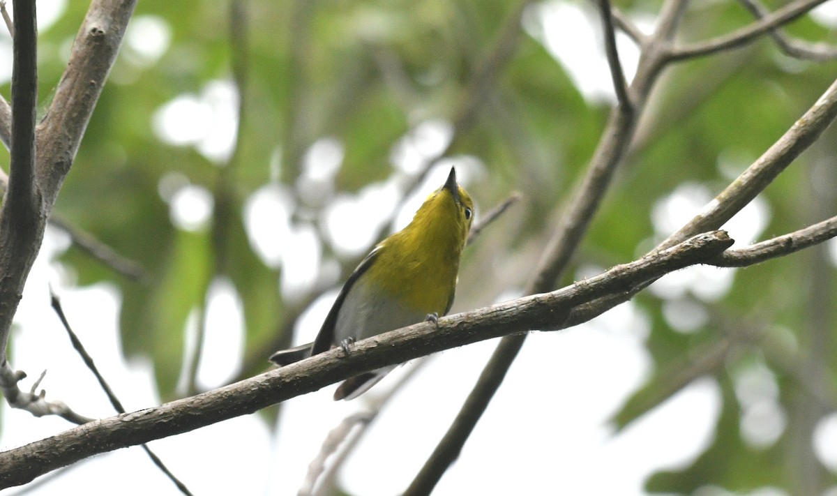 Yellow-throated Vireo - ML645279152