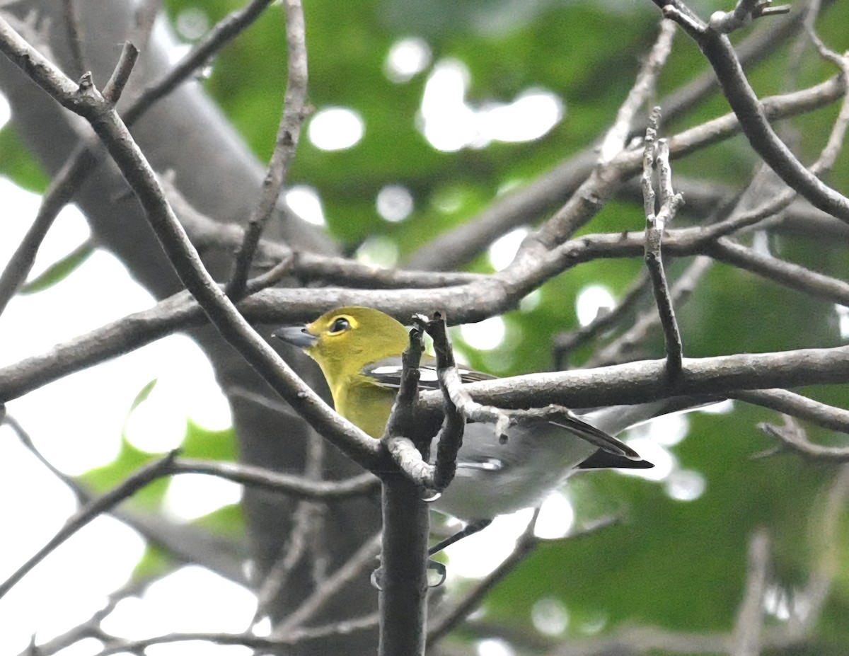 Yellow-throated Vireo - ML645279153