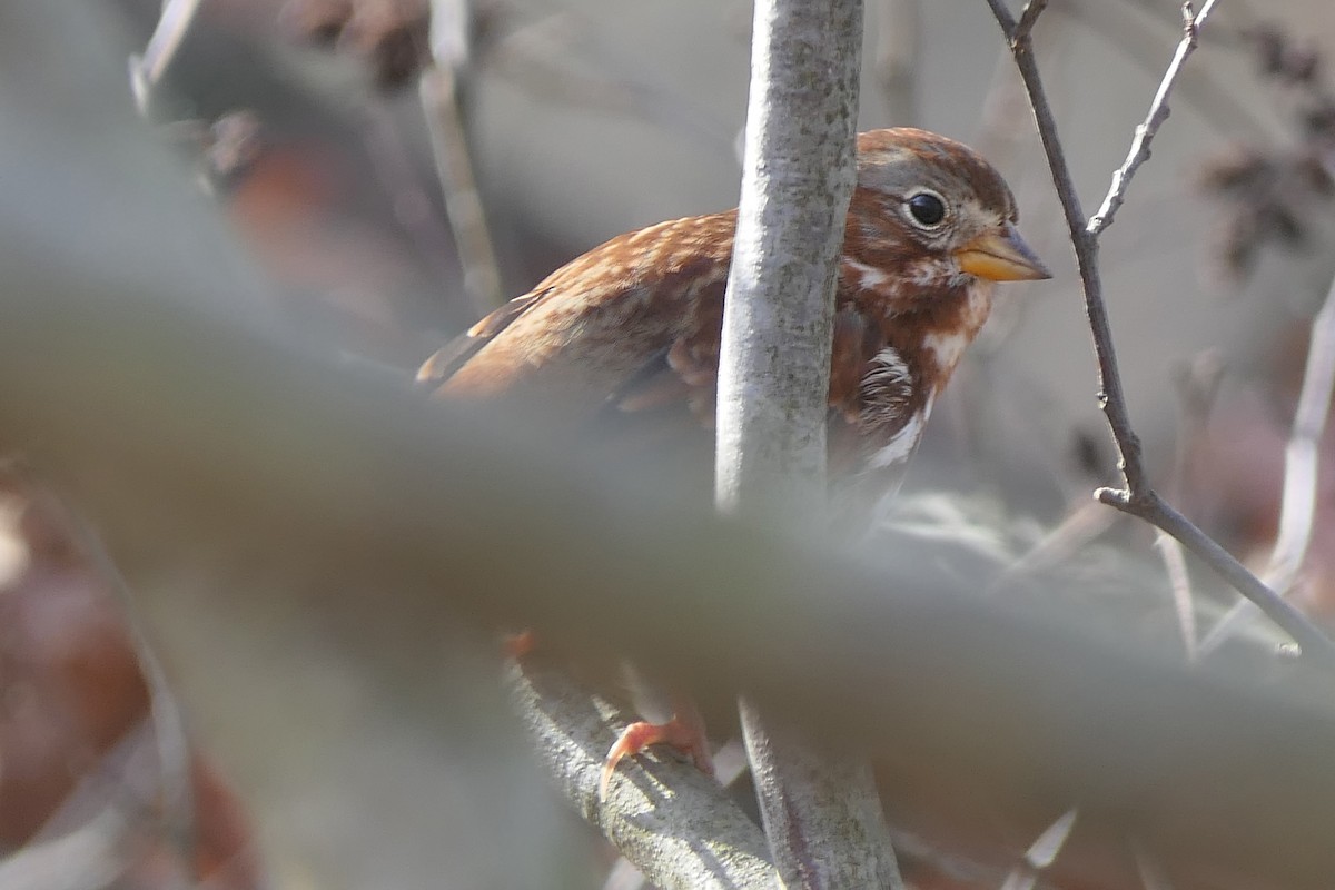 Fox Sparrow - ML645279156