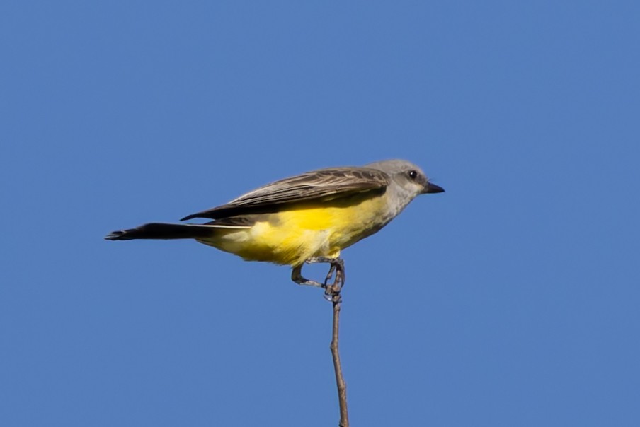 Western Kingbird - ML645279160