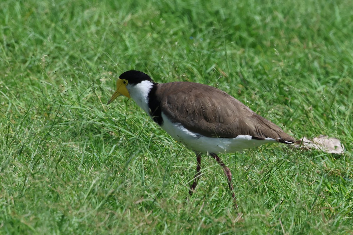 Masked Lapwing (Black-shouldered) - ML645279163
