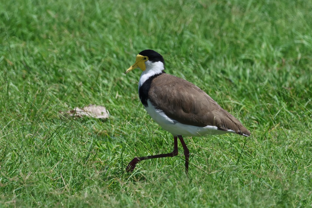 Masked Lapwing (Black-shouldered) - ML645279164