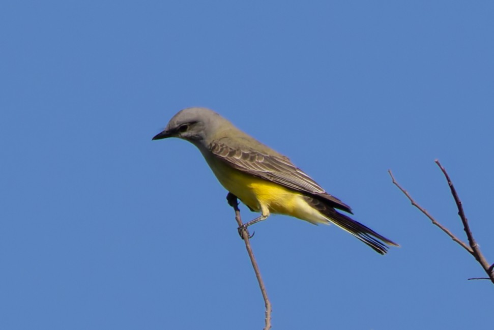 Western Kingbird - ML645279169
