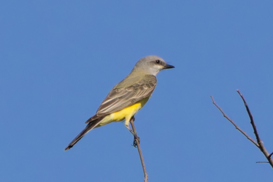 Western Kingbird - ML645279171