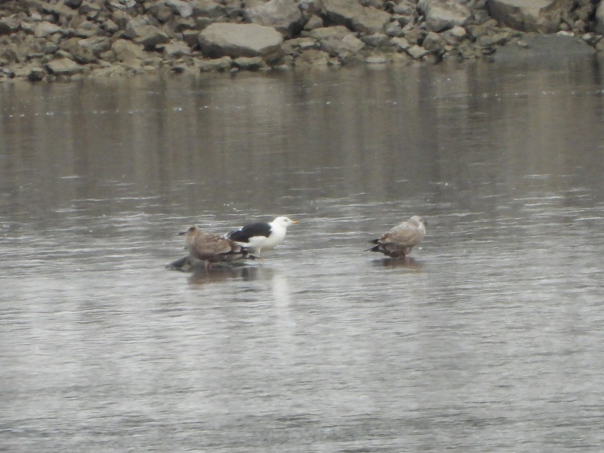 Büyük Kara Sırtlı Martı - ML645279188