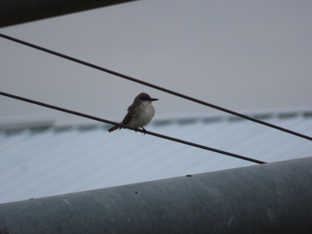 Gray Kingbird - ML645279190