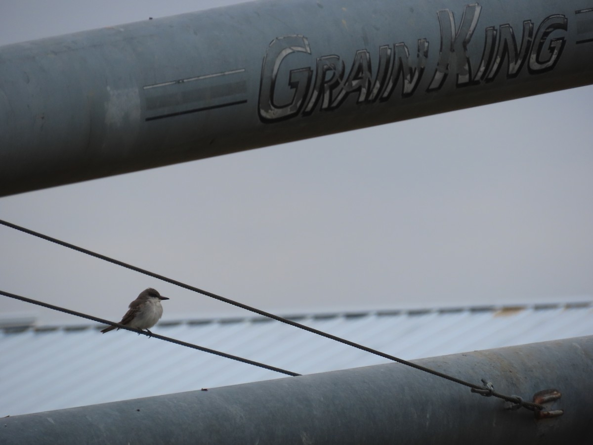 Gray Kingbird - ML645279191