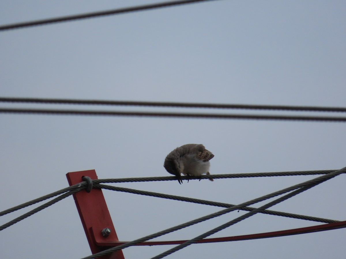 Gray Kingbird - ML645279192