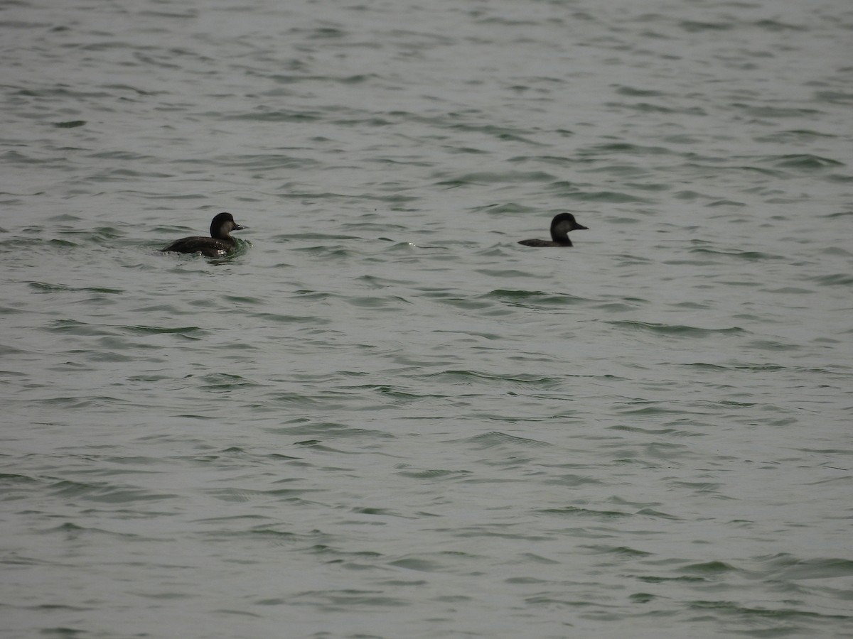 turpan žlutozobý - ML645279197