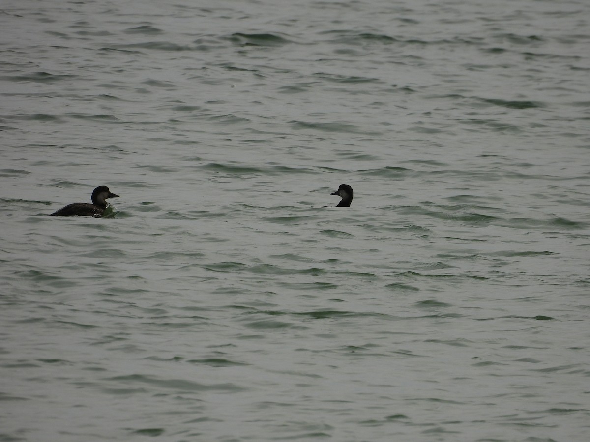 turpan žlutozobý - ML645279198