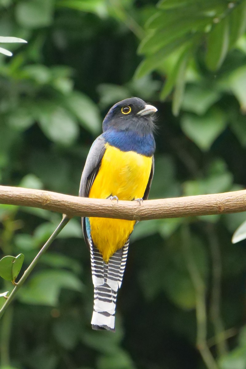 Gartered Violaceous Trogon - ML645279199