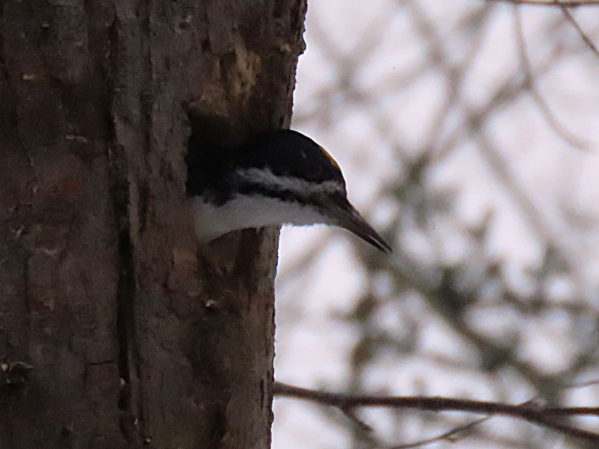 Black-backed Woodpecker - ML645279207