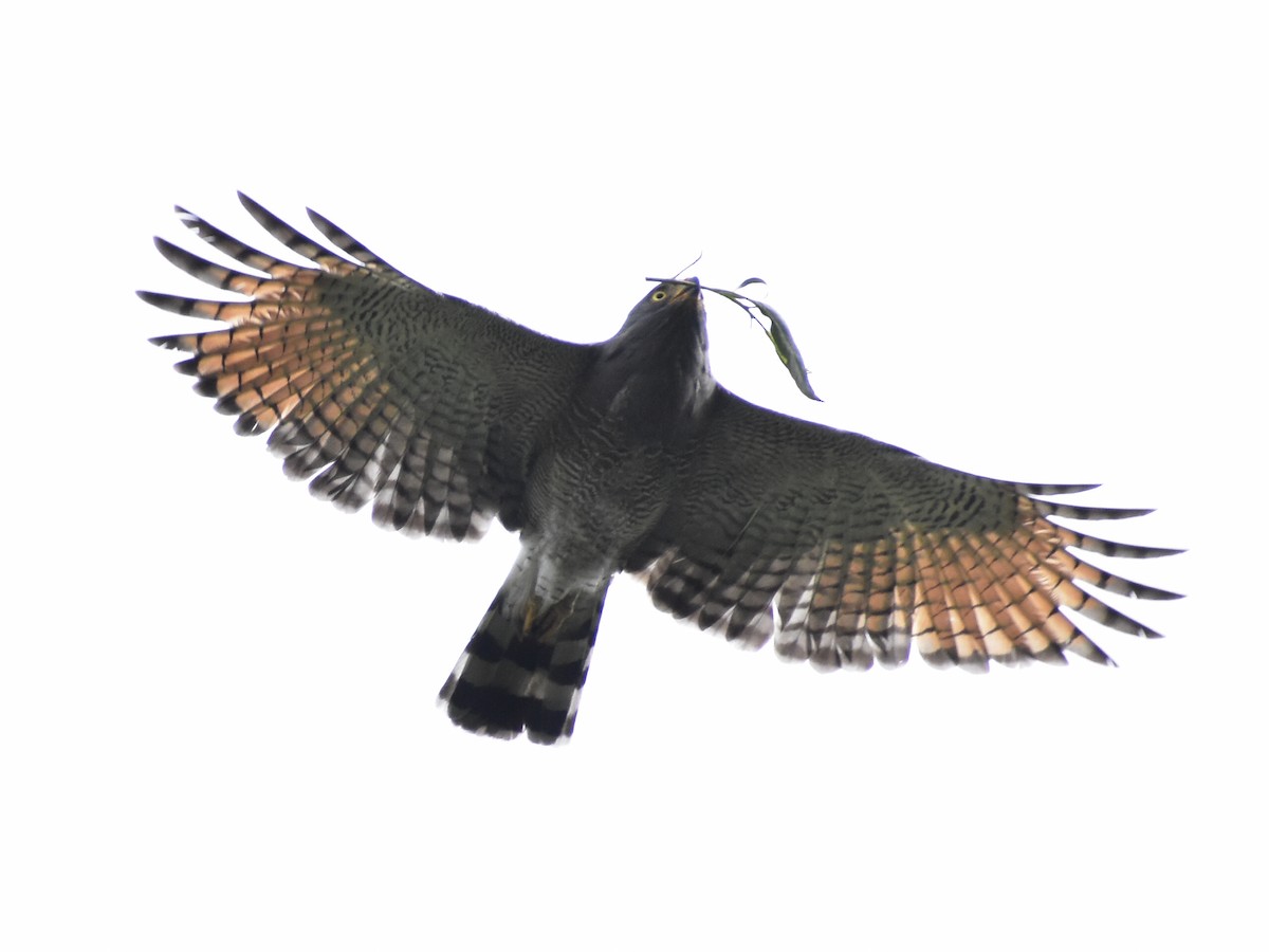 Yol Şahini - ML645279226