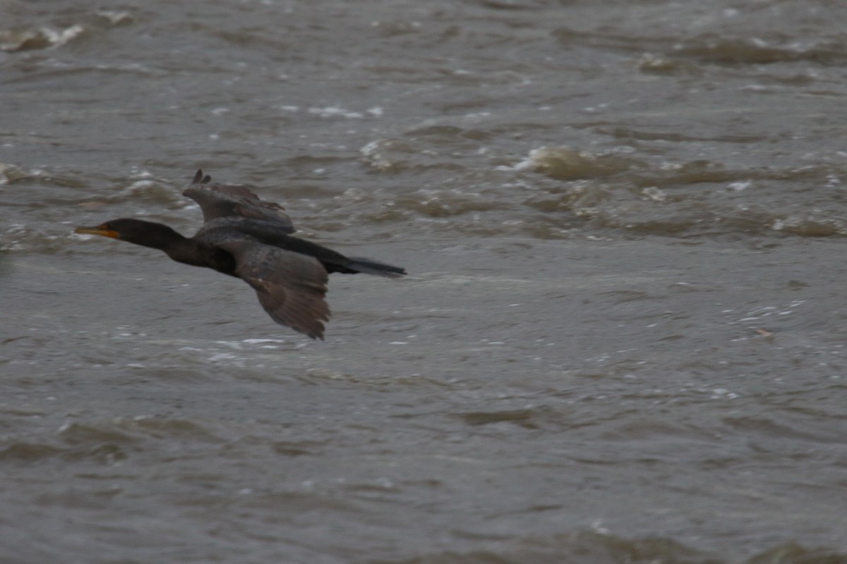 Double-crested Cormorant - ML645279227