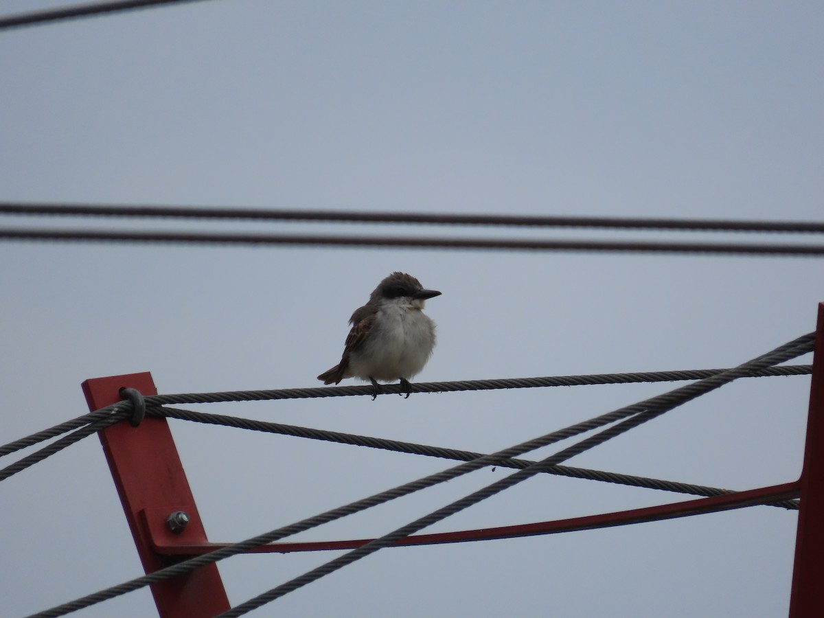 Gray Kingbird - ML645279262