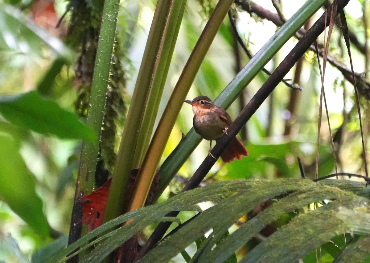 Fawn-throated Foliage-gleaner - ML645279264