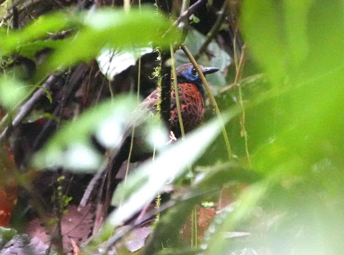 Ocellated Antbird - ML645279283
